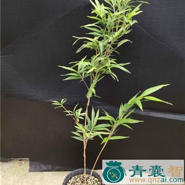 中药材朱竹图片