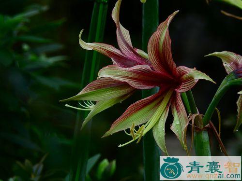 中药材朱顶兰图片