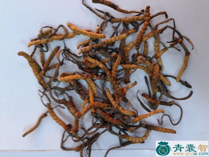 中药材杀虫草图片