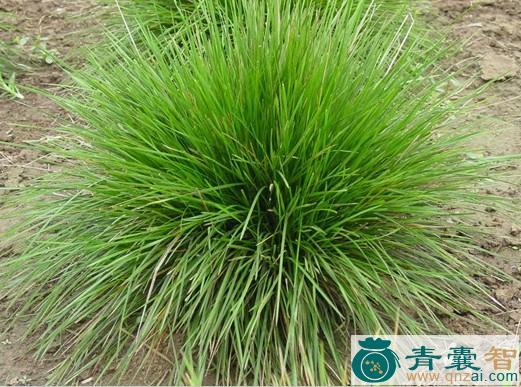 中药材杂发直管草图片