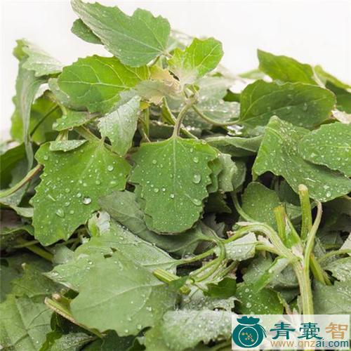 杂灰菜的性状性味归经以及功效用法-青囊智