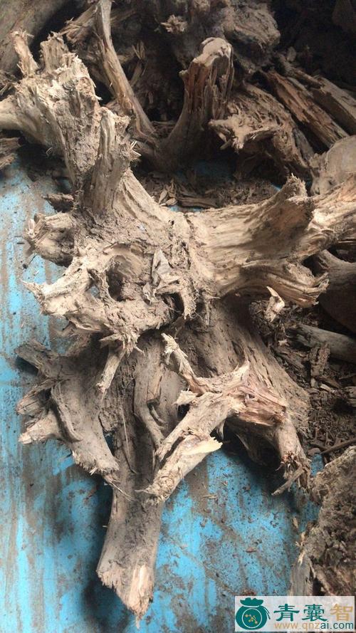 中药材杉木根图片