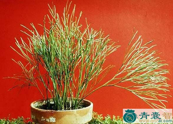 中药材杉松兰图片
