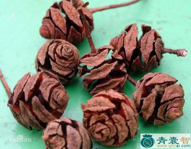 杉松果的性味归经以及功效用法-青囊智