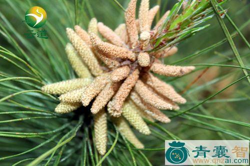 中药材杉松苞图片