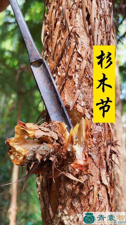 中药材杉节图片