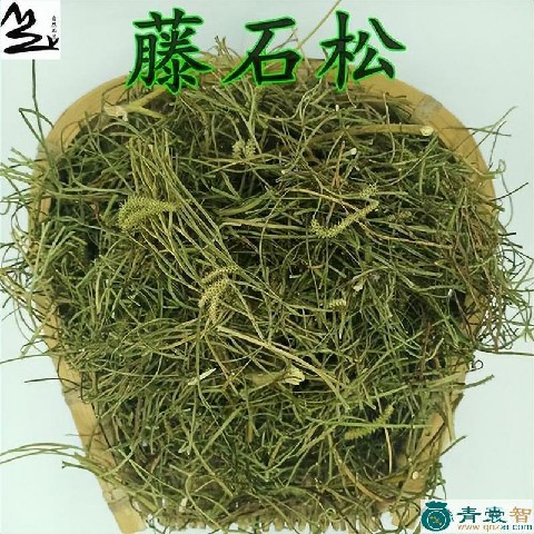杉蔓石松的性味归经以及功效用法-青囊智