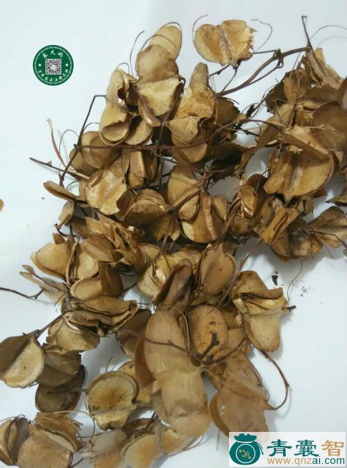 中药材李叶图片