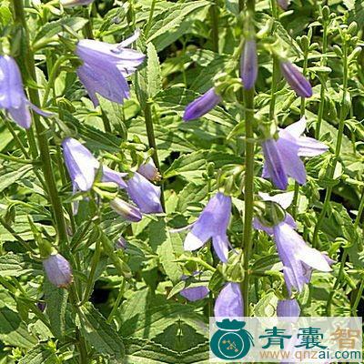 中药材杏仁防风图片