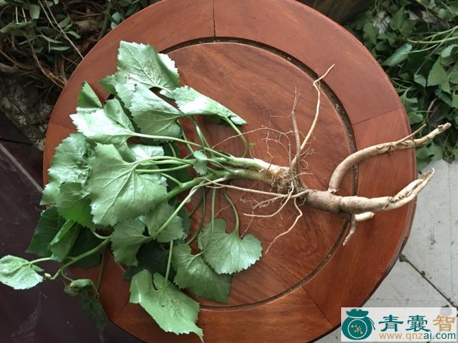 中药材杏参图片