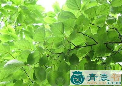 中药材杏枝图片