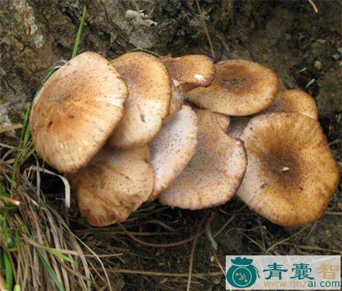 中药材杏菌图片