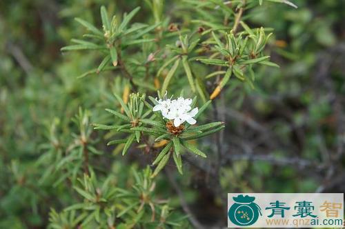 中药材杜噜香图片