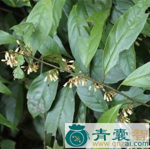 中药材杜宏山图片