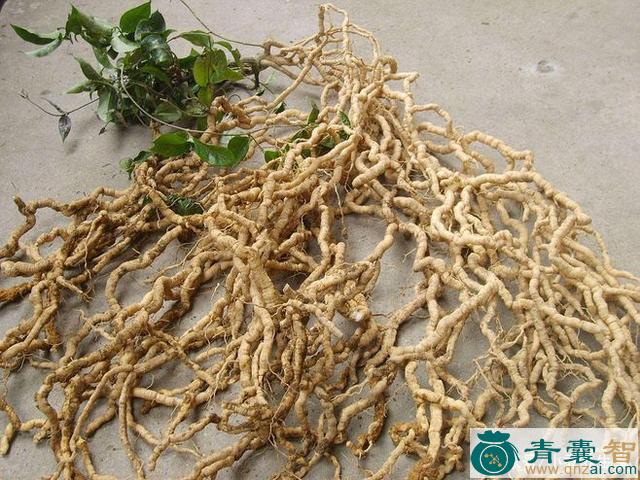 中药材杜牛膝图片