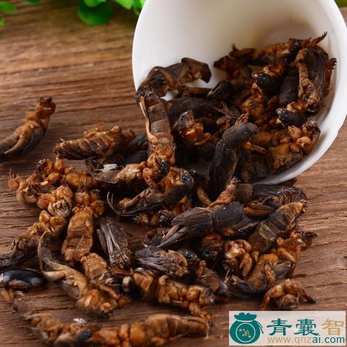 中药材杜狗图片