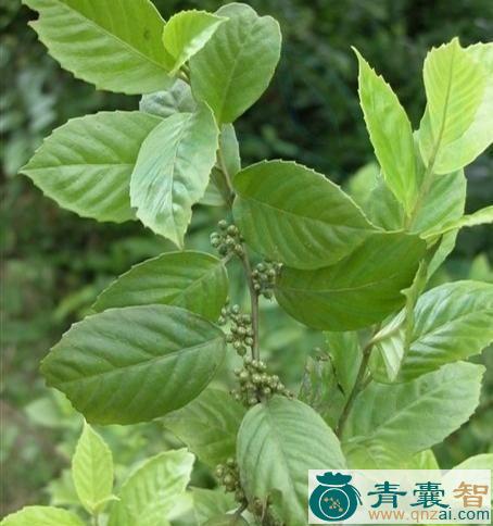 杜茎山的性状性味归经以及功效用法-青囊智