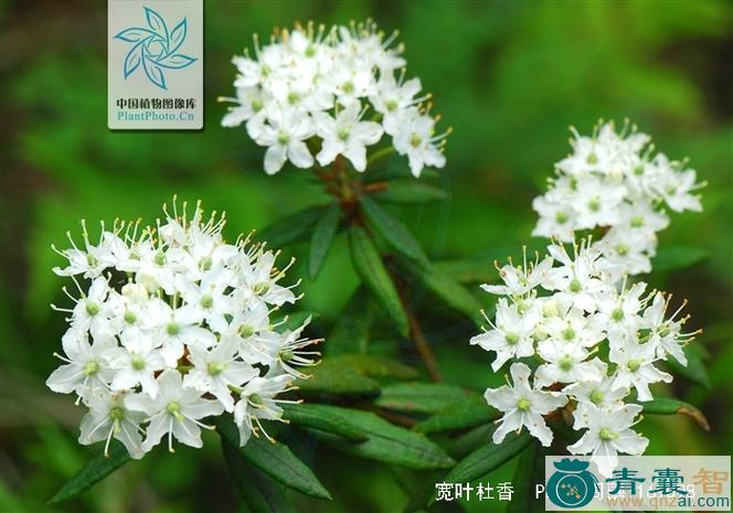 中药材杜香图片