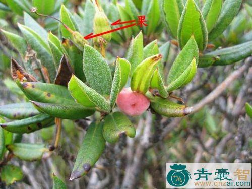 杜鹃花果实-青囊智