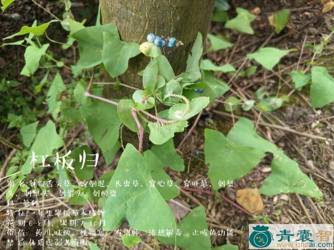 中药材杠板归根图片