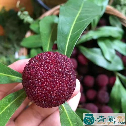 中药材杨梅果图片