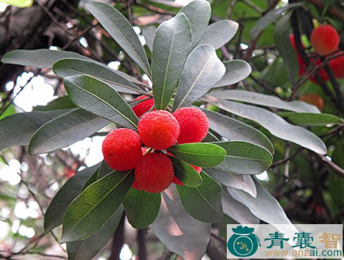 中药材杨梅树图片