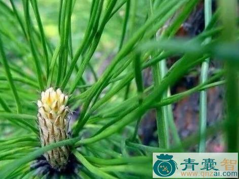 中药材松叶图片