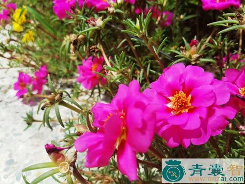 松叶牡丹的性味归经以及功效用法-青囊智
