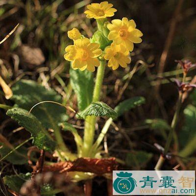中药材松打七图片