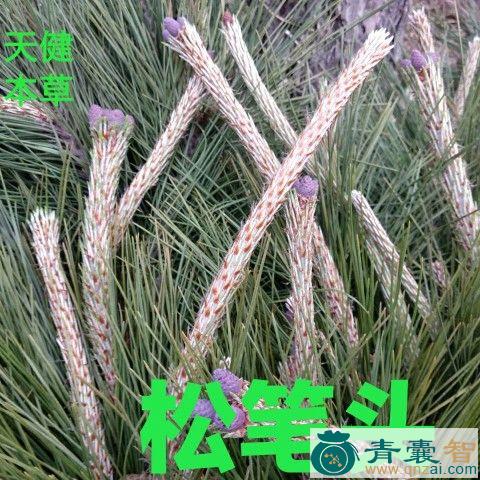 中药材松木笔图片