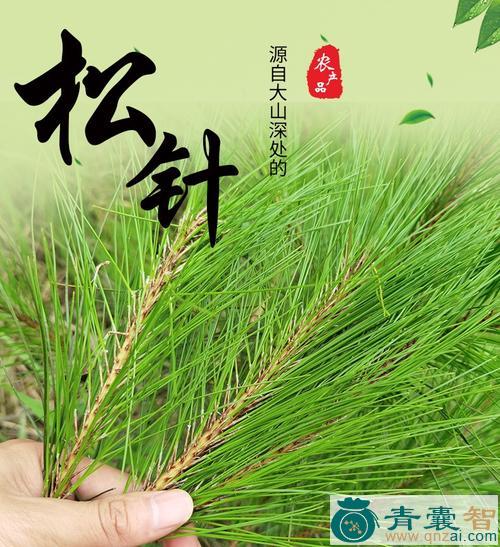 中药材松树梢图片