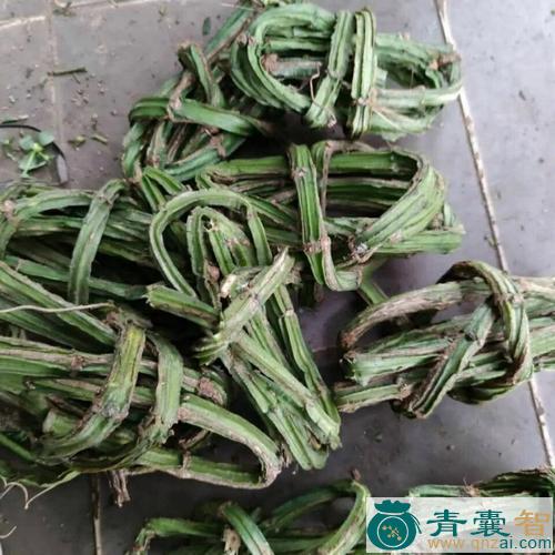 中药材松根藤图片