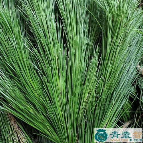 中药材松毛枝图片