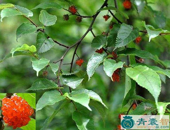 中药材构皮麻图片
