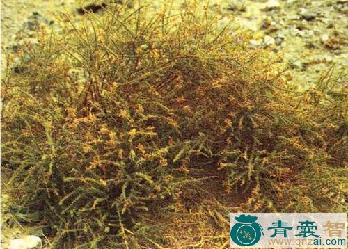 中药材枇杷柴图片