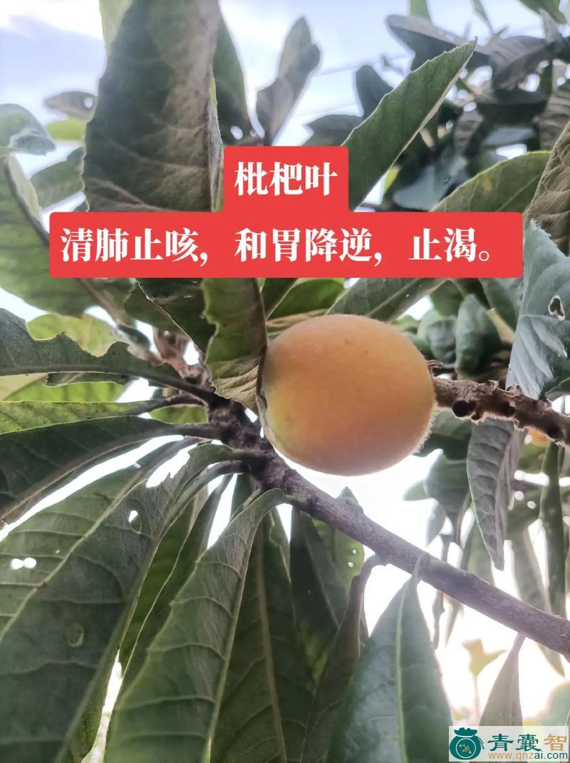中药材枇杷楠图片
