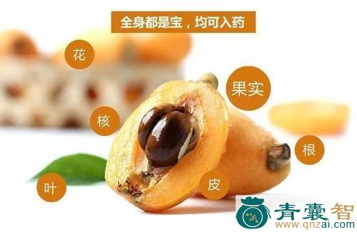 中药材枇杷玉图片