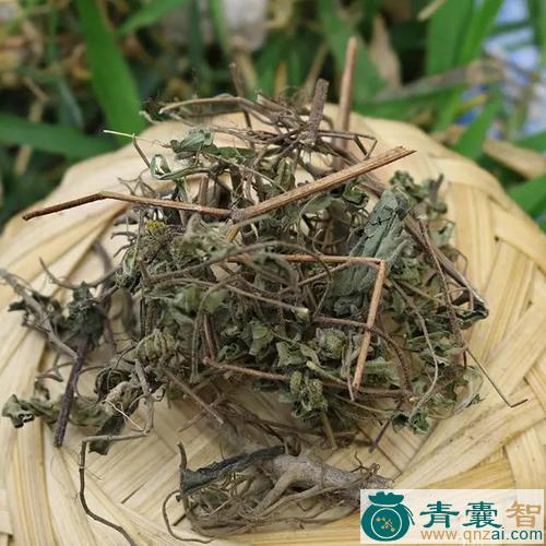 中药材林擒图片