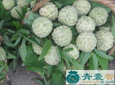 中药材林檎根图片