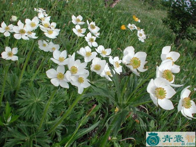 中药材林阴银莲花图片