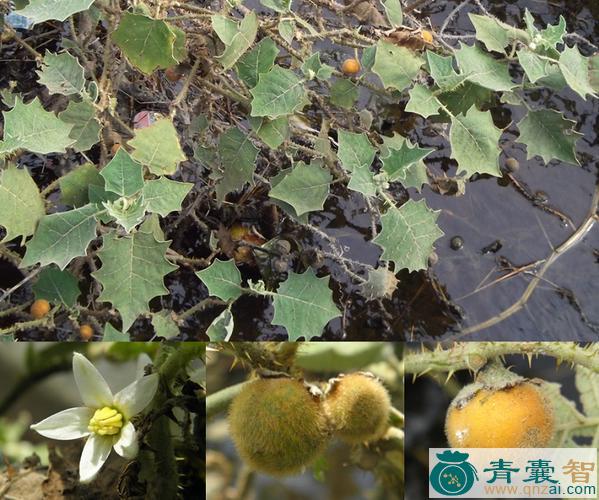 中药材果角茄图片