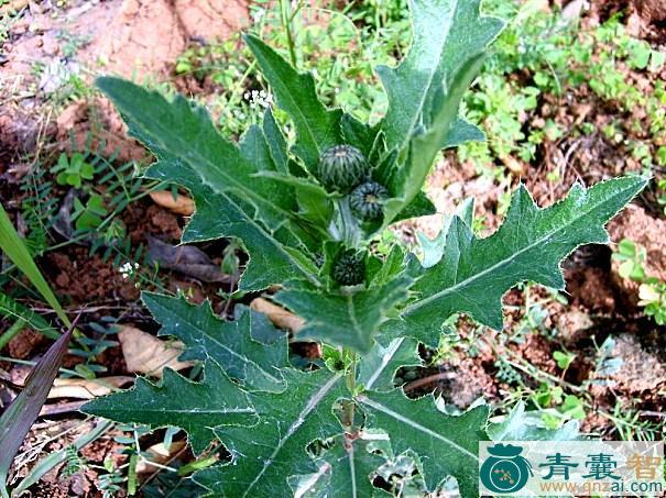 中药材枪刀草图片