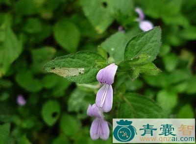 中药材枪刀药图片
