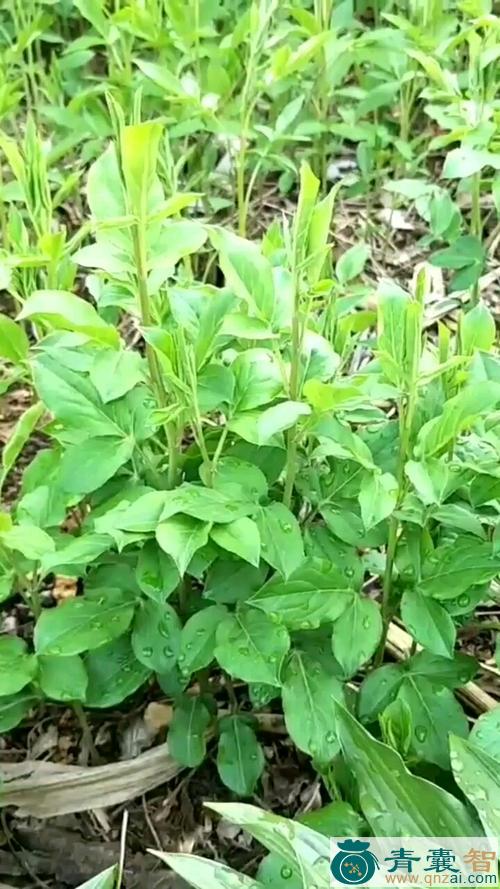 中药材枪刀菜图片