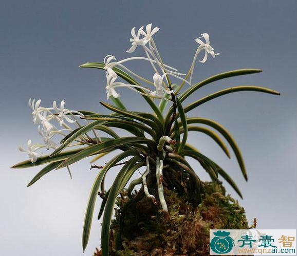 中药材枫兰图片