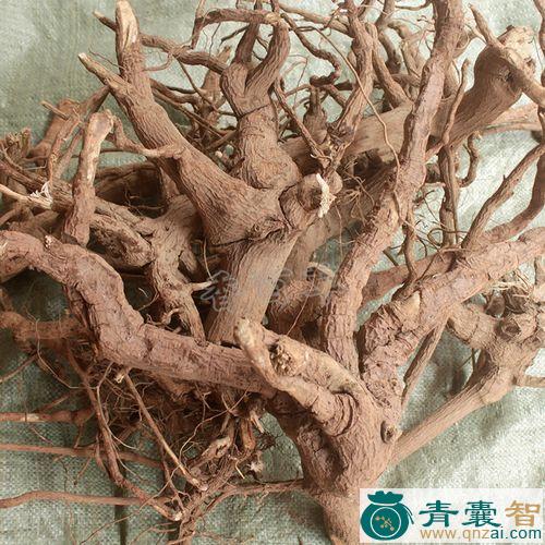 中药材枫头棵图片
