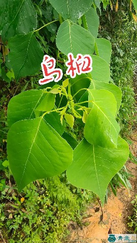 中药材枫子树图片
