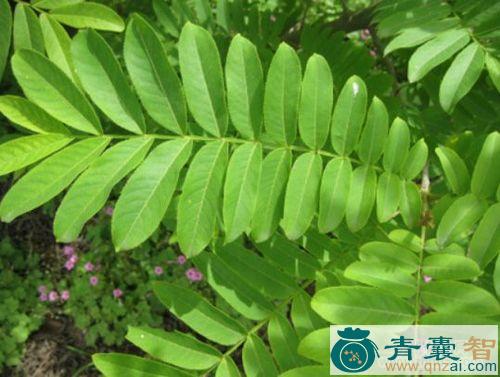 中药材枫杨叶图片