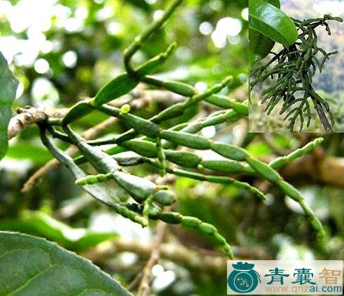 中药材枫树寄生图片