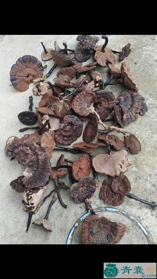 中药材枫树芝图片
